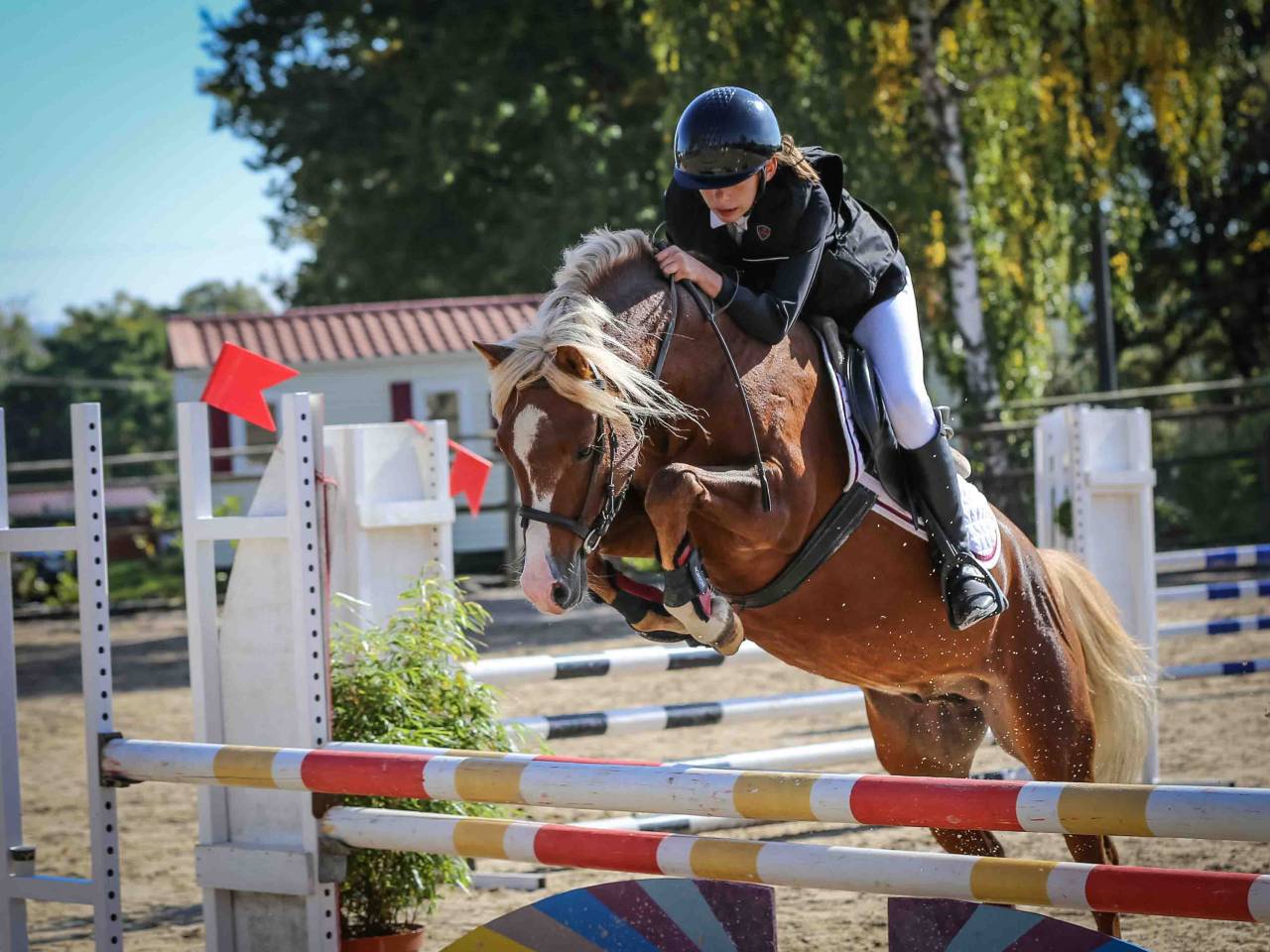 GOLBURY DES BERTAINES - Welsh Pony (Section B) 2016 ,  VINCE DIWAN