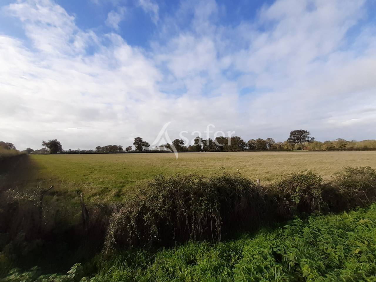 Schapen exploitatie Koop Vienne