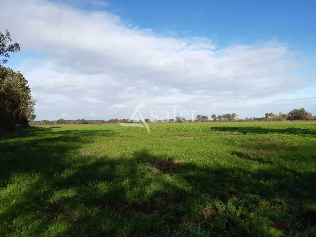 Schapen exploitatie Koop Vienne