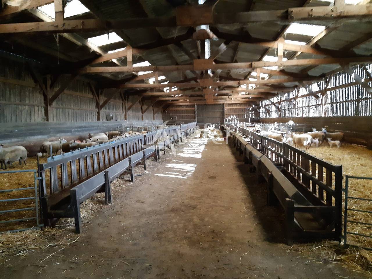 Schapen exploitatie Koop Vienne