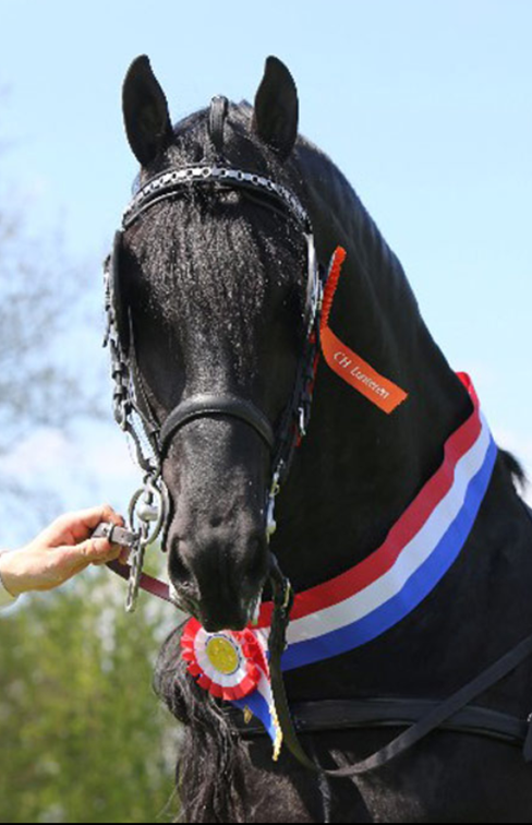 Veulen (ml) Fries Te koop 2025 Zwart ,  Maurus 441,Stb sport