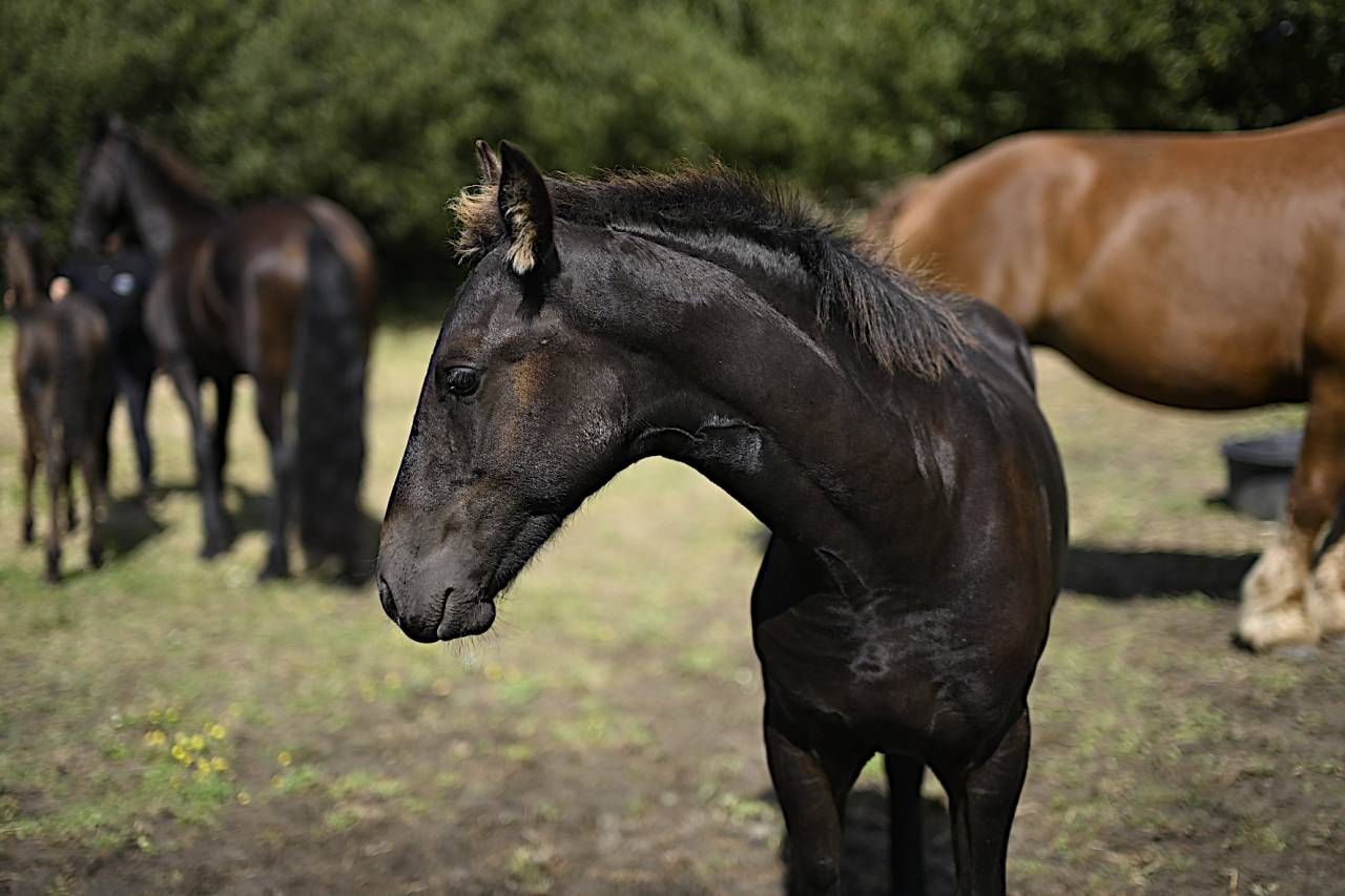 Veulen (ml) Fries Te koop 2025 Zwart ,  Maurus 441,Stb sport