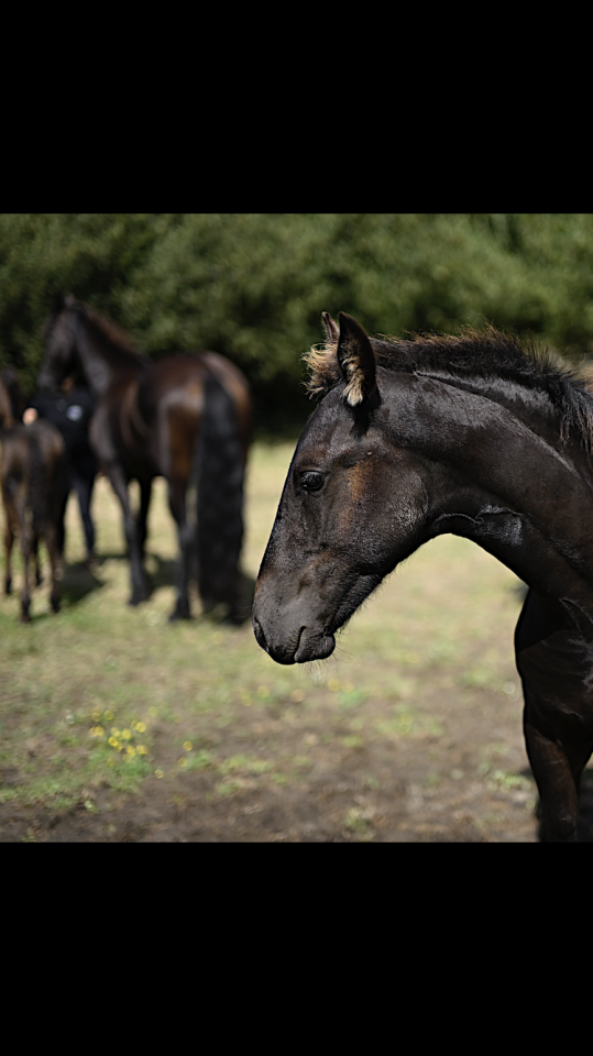Veulen (ml) Fries Te koop 2025 Zwart ,  Maurus 441,Stb sport