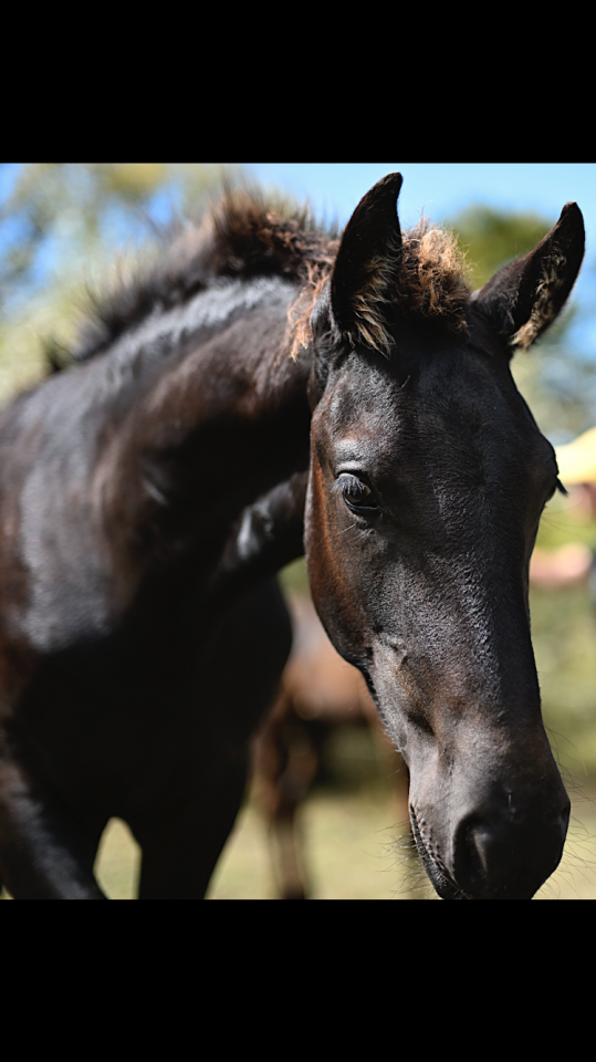 Veulen (ml) Fries Te koop 2025 Zwart ,  Maurus 441,Stb sport