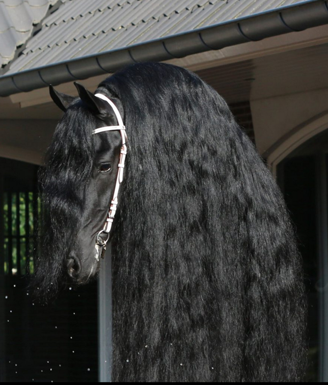 Veulen (vr) Fries Te koop 2024 Zwart ,  Epke 474, Sport Elite AAA