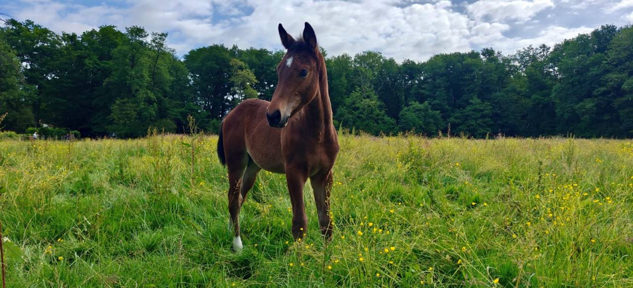Veulen (ml) Selle Français Te koop 2025 Donker bruin / bai ,  Consul dl vie 