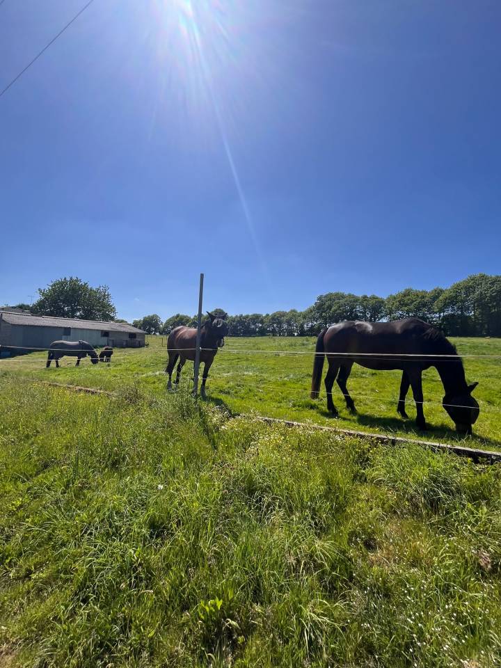 Hippisch vastgoed Koop Ile-et-Vilaine
