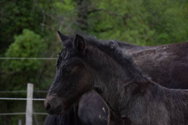 Merrie Mérens Te koop 2024 Zwart