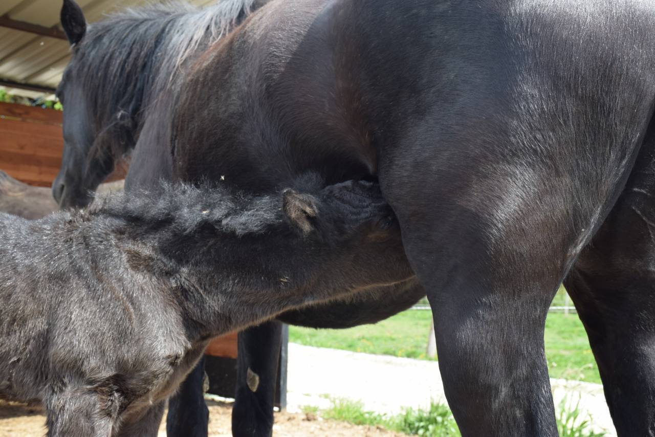 Merrie Mérens Te koop 2024 Zwart