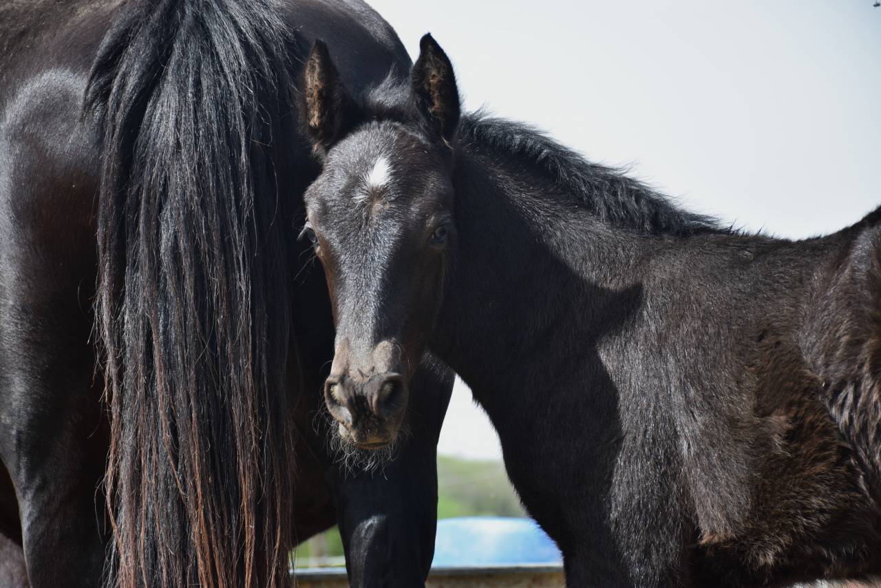 Merrie Mérens Te koop 2024 Zwart