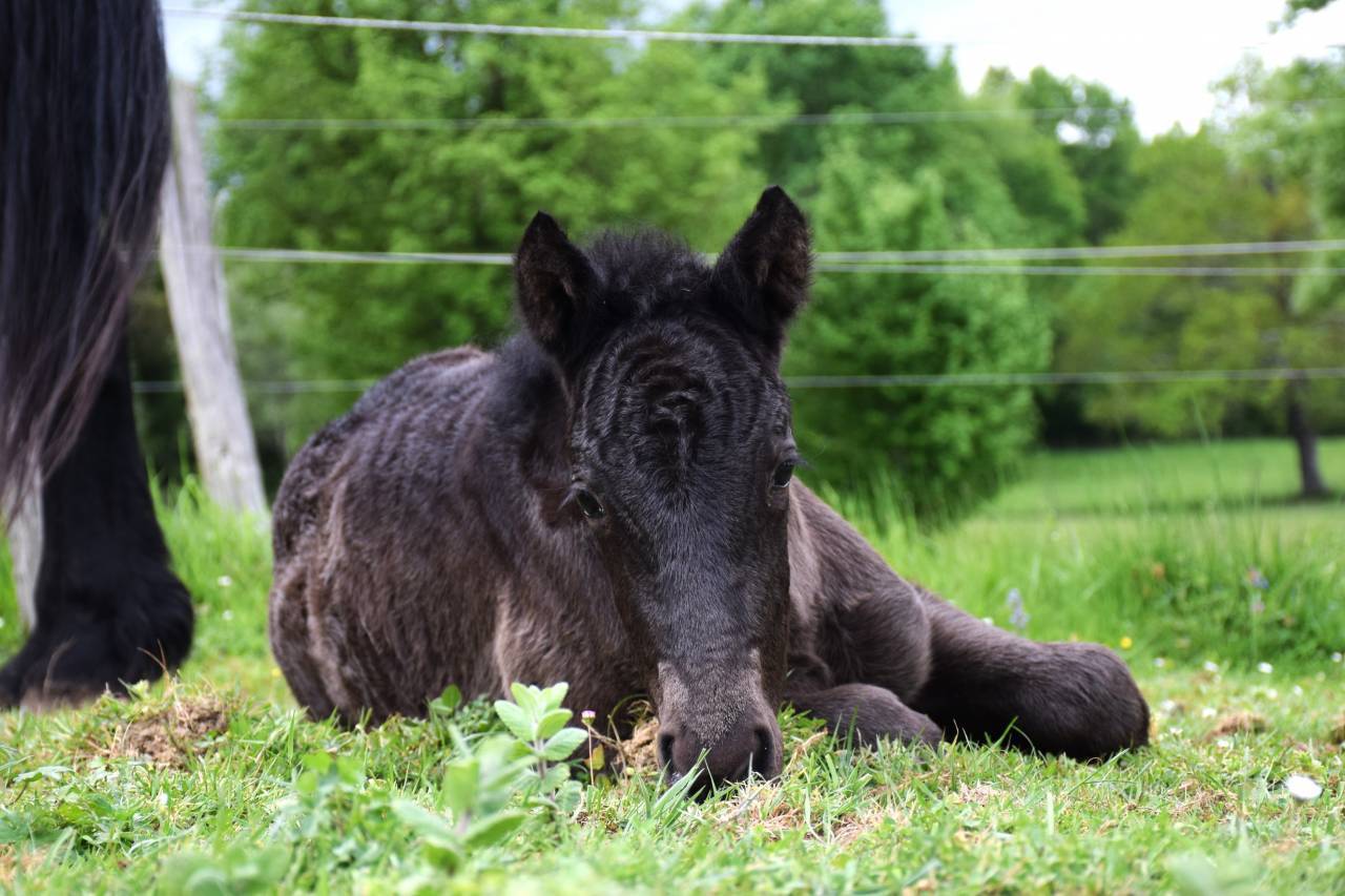 Merrie Mérens Te koop 2024 Zwart