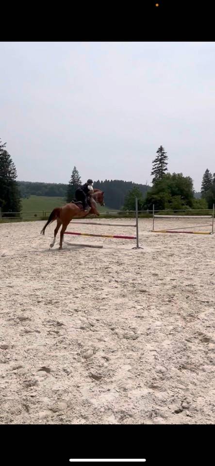 Merrie Bekend ras Te koop 2018 Vos ,  baladin de Flobecq