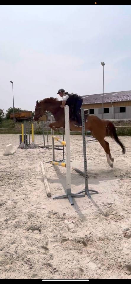 Merrie Bekend ras Te koop 2018 Vos ,  baladin de Flobecq