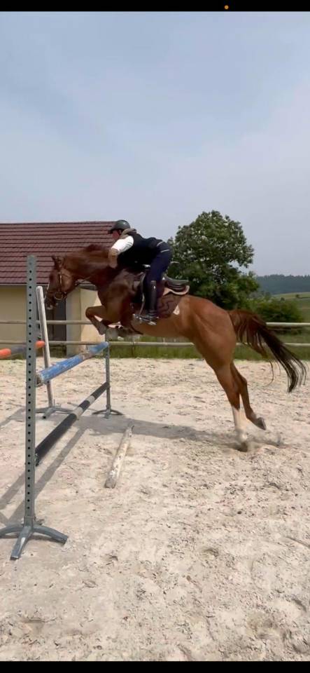 Merrie Bekend ras Te koop 2018 Vos ,  baladin de Flobecq