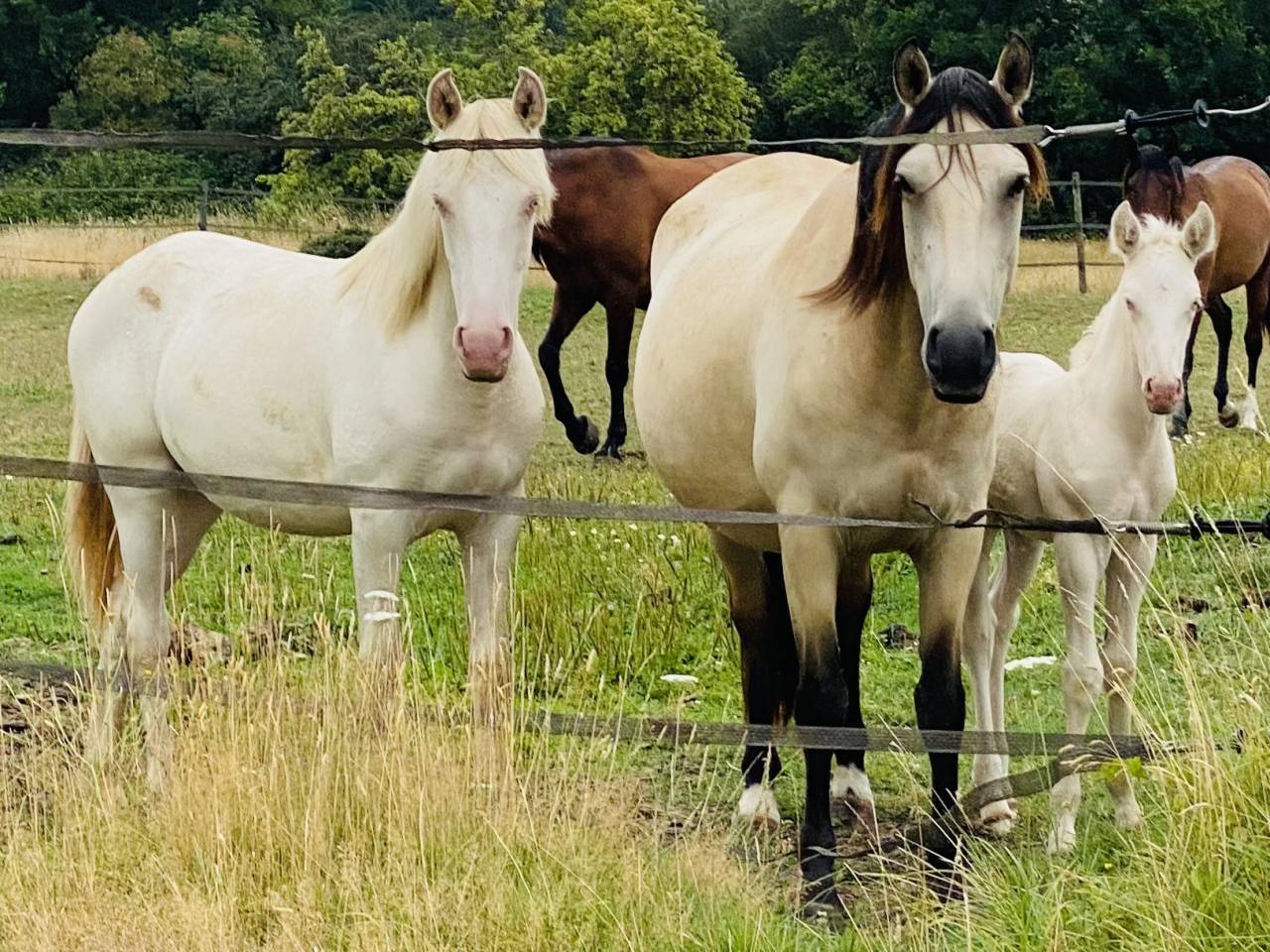 Veulen (ml) Andere pony rassen Te koop 2024 Perlino
