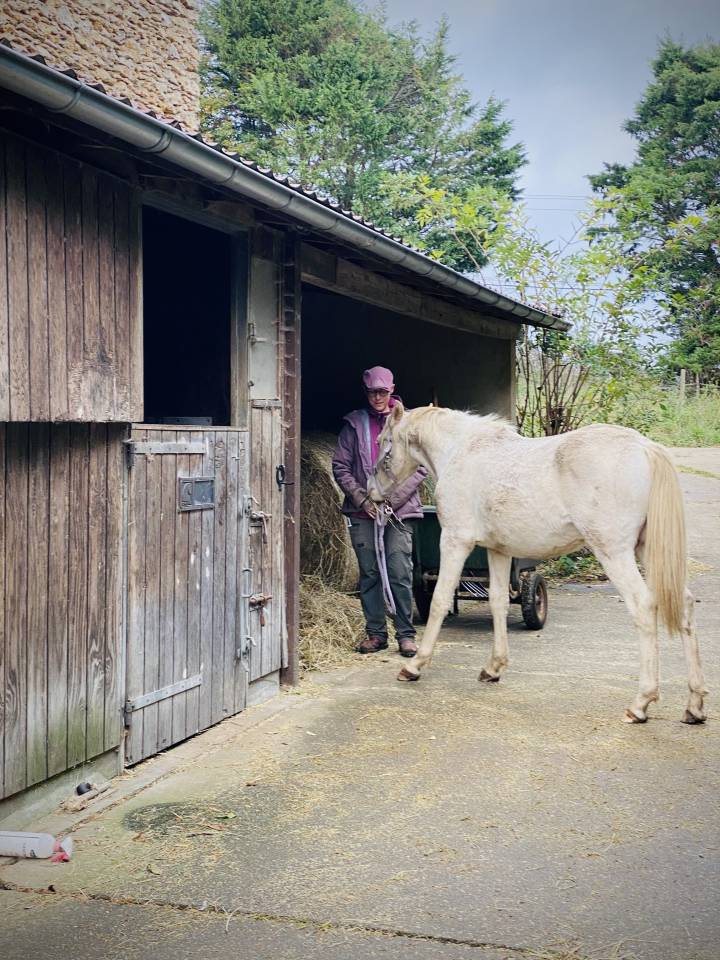 Veulen (ml) Andere pony rassen Te koop 2024 Perlino