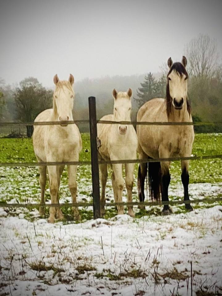 Veulen (ml) Andere pony rassen Te koop 2024 Perlino