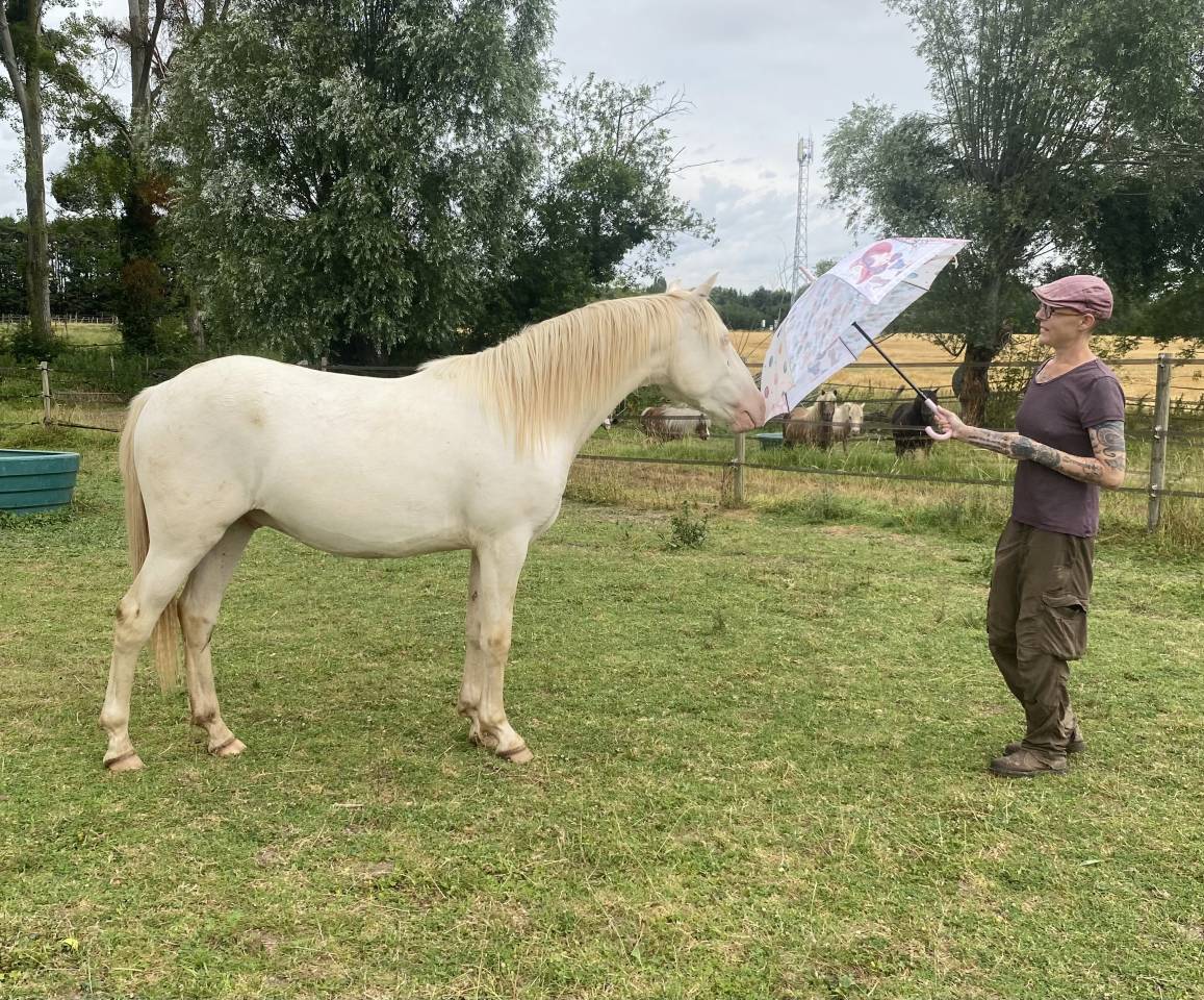 Ruin Andere pony rassen Te koop 2024 Perlino
