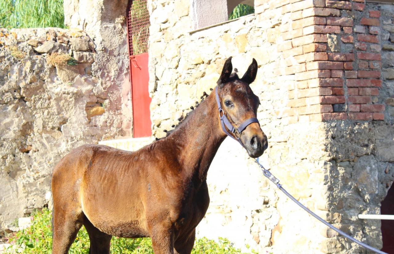 Veulen (ml) Italiaans rijpaard  Te koop 2025 Bruin / Bai ,  CASALITO