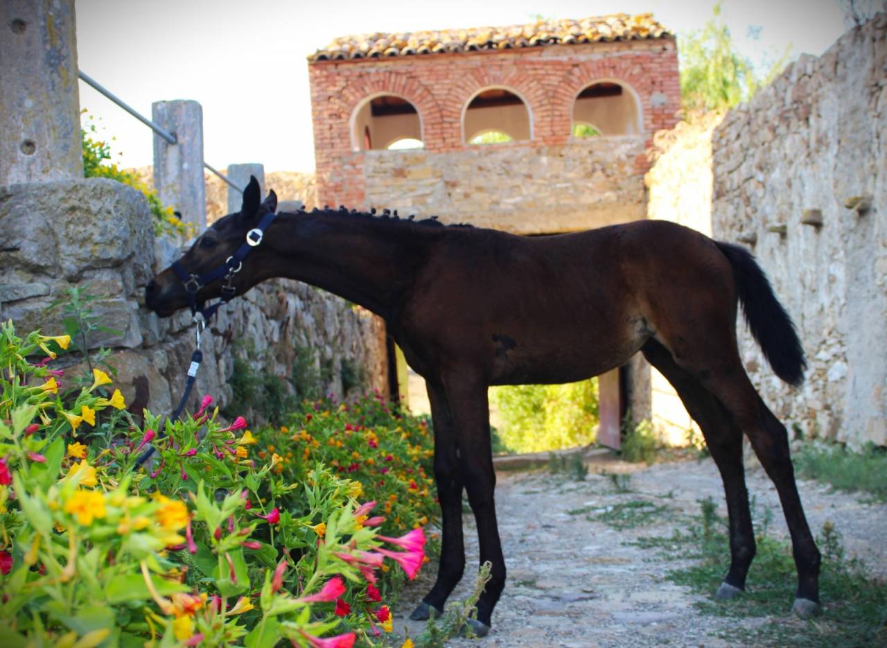Veulen (ml) Italiaans rijpaard  Te koop 2025 Bruin / Bai ,  CASALITO
