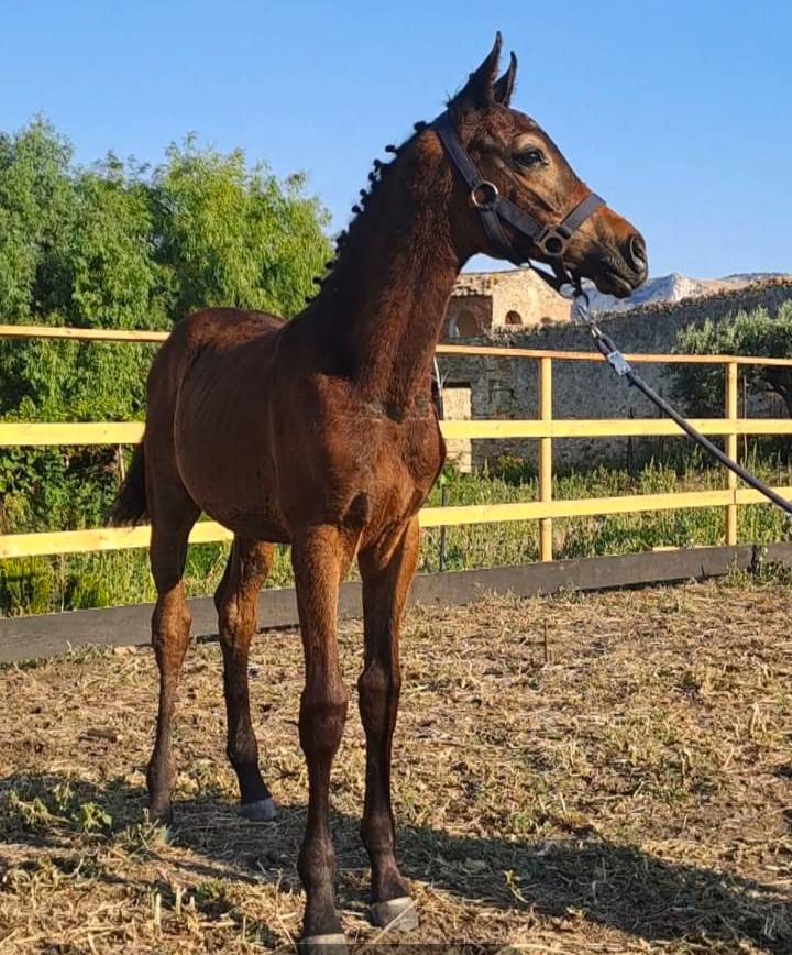 Veulen (ml) Italiaans rijpaard  Te koop 2025 Bruin / Bai ,  CASALITO