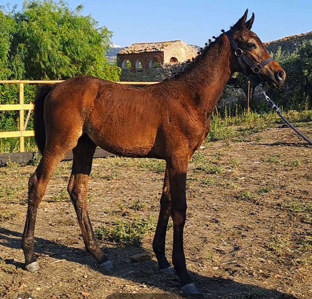 Veulen (ml) Italiaans rijpaard  Te koop 2025 Bruin / Bai ,  CASALITO