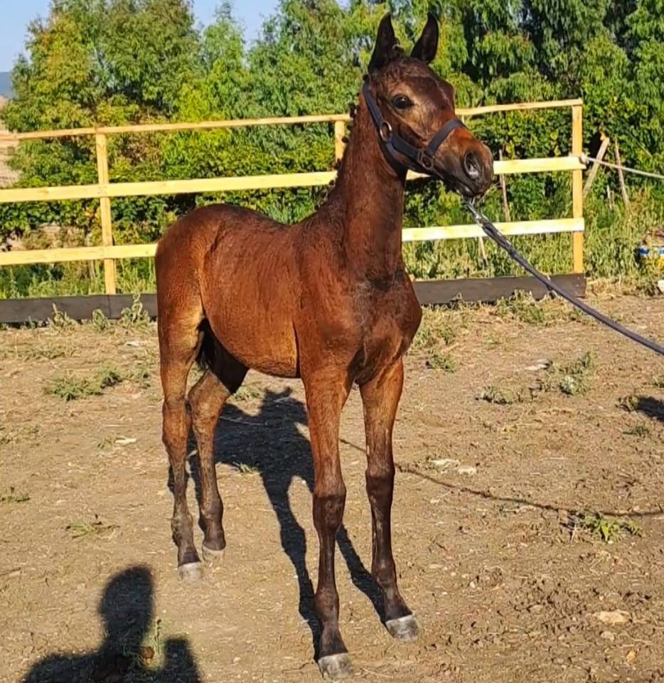 Veulen (ml) Italiaans rijpaard  Te koop 2025 Bruin / Bai ,  CASALITO