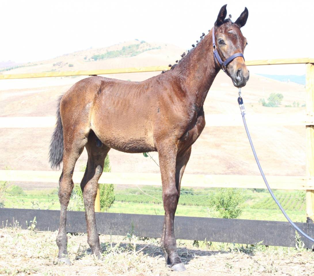 Veulen (ml) Italiaans rijpaard  Te koop 2025 Bruin / Bai ,  CASALITO