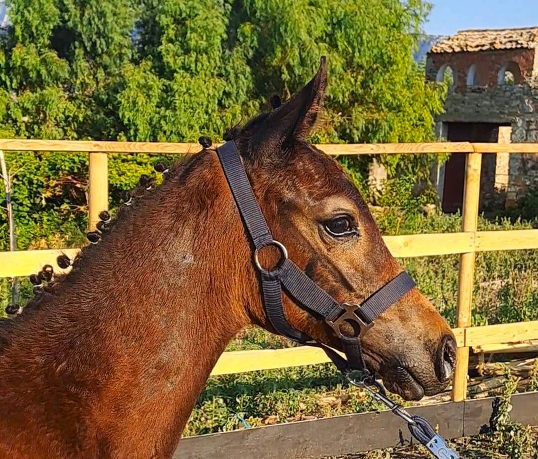 Veulen (ml) Italiaans rijpaard  Te koop 2025 Bruin / Bai ,  CASALITO