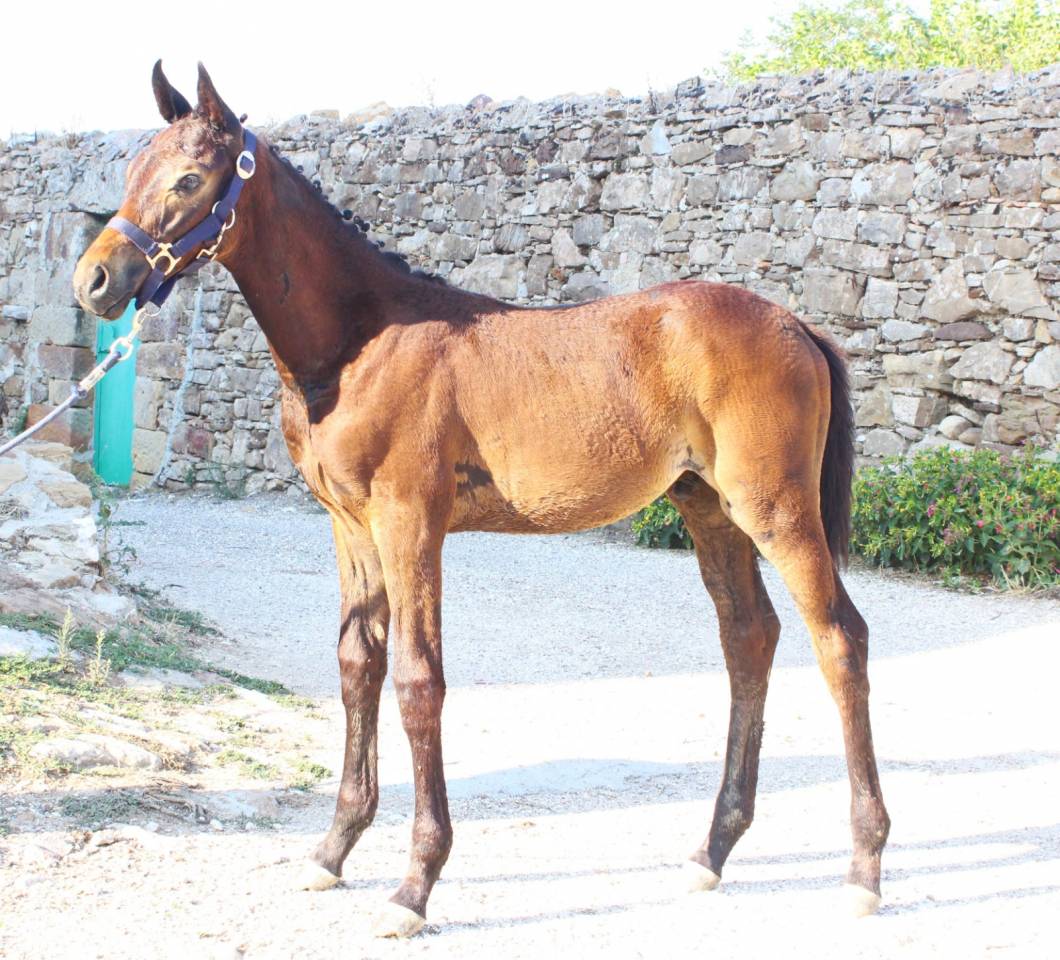 Veulen (ml) Italiaans rijpaard  Te koop 2025 Bruin / Bai ,  CASALITO