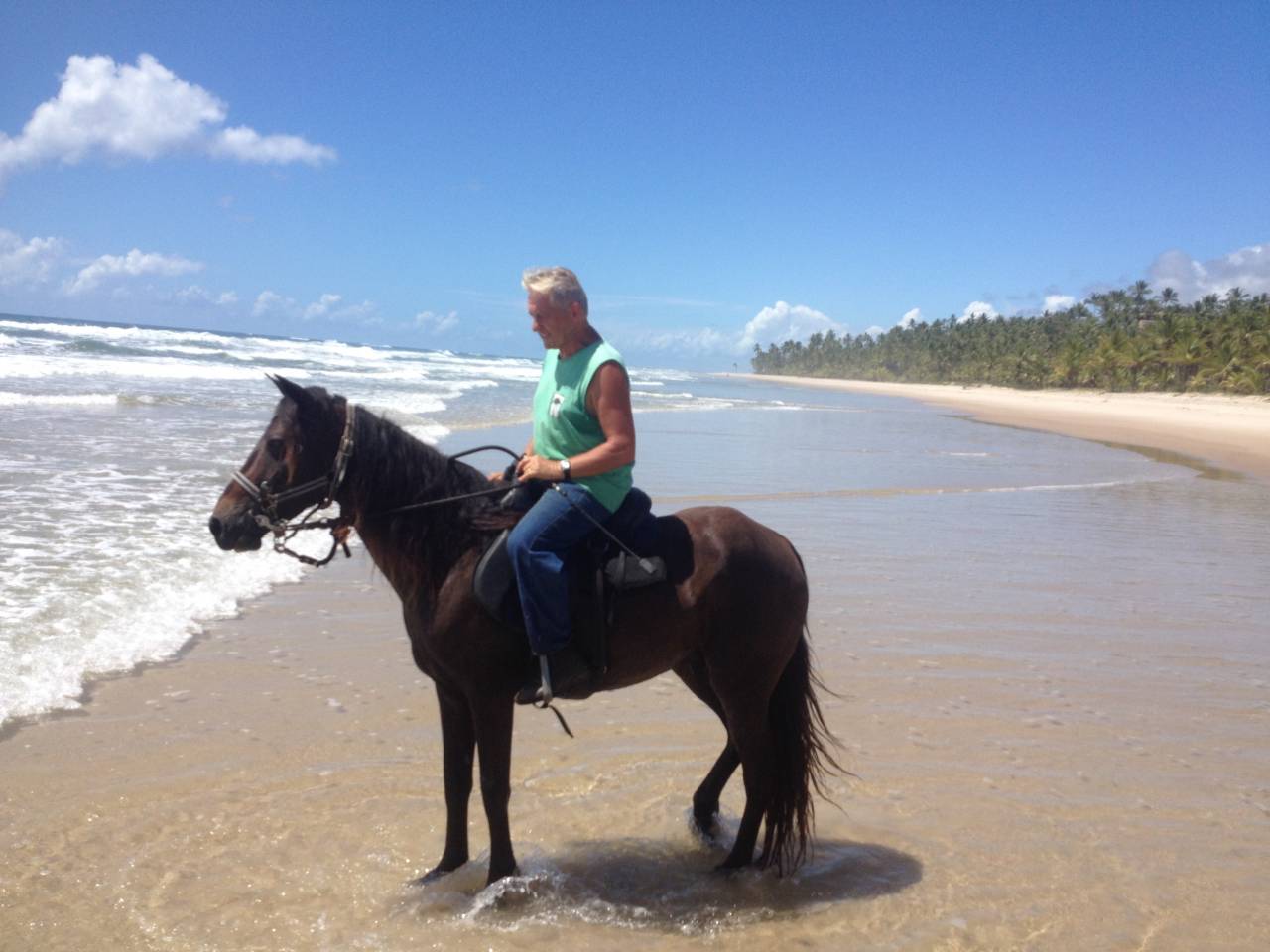 Paarden boerderij Koop 