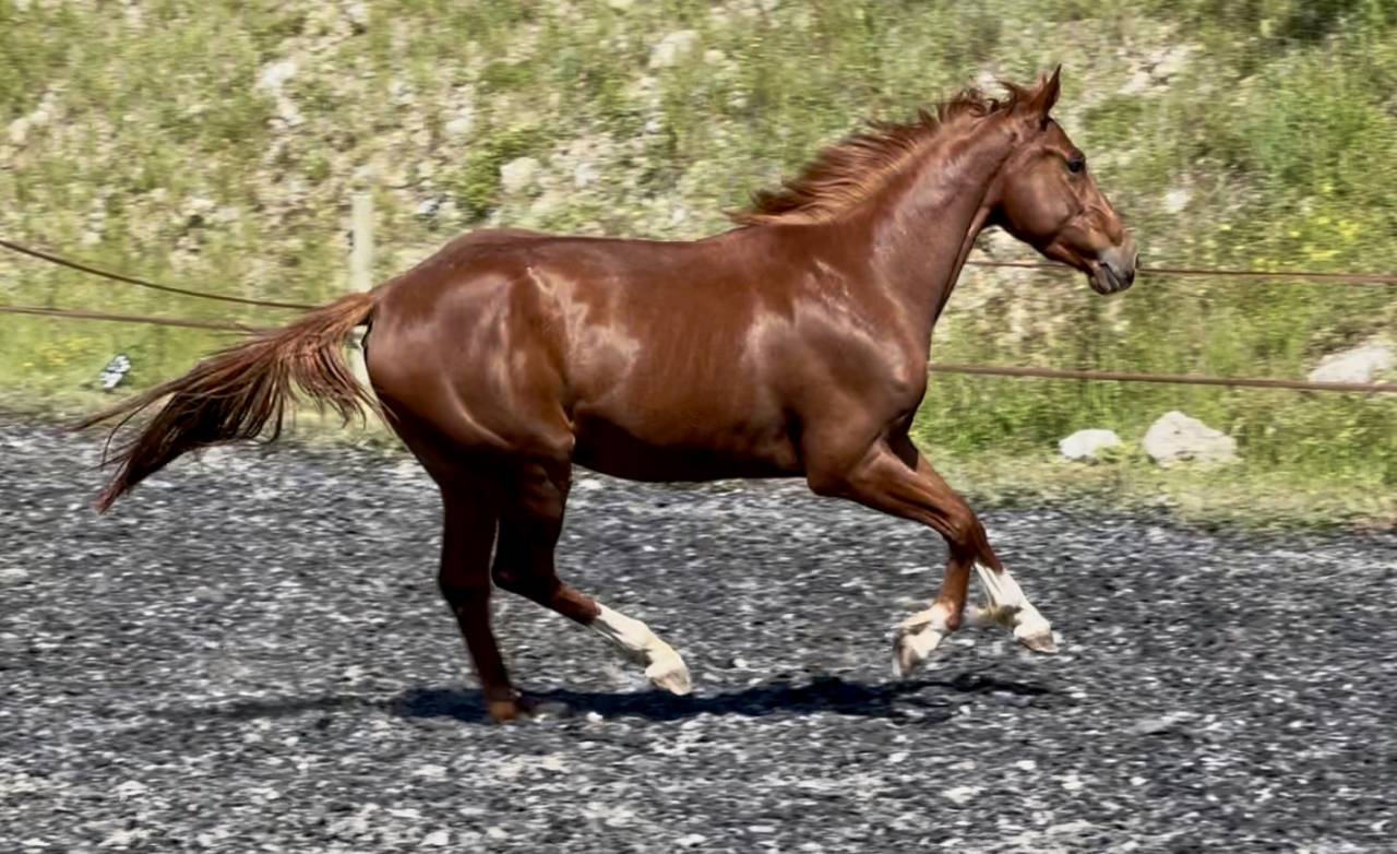 Merrie Selle Français Te koop 2022 Vos ,  papillon de l'odyssee