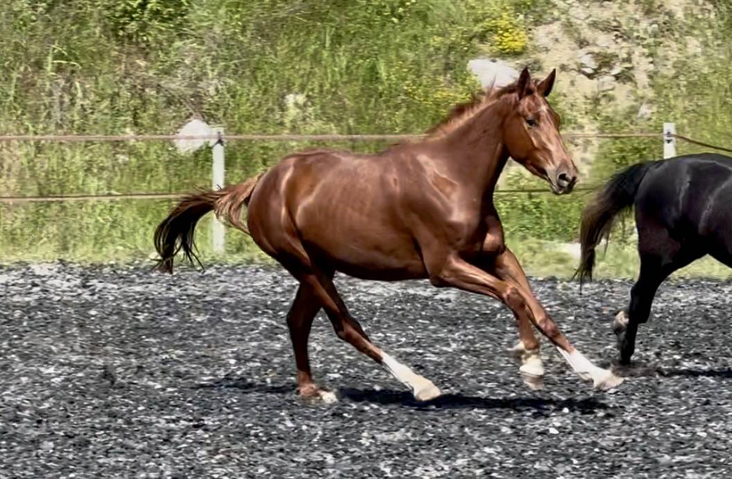 Merrie Selle Français Te koop 2022 Vos ,  papillon de l'odyssee