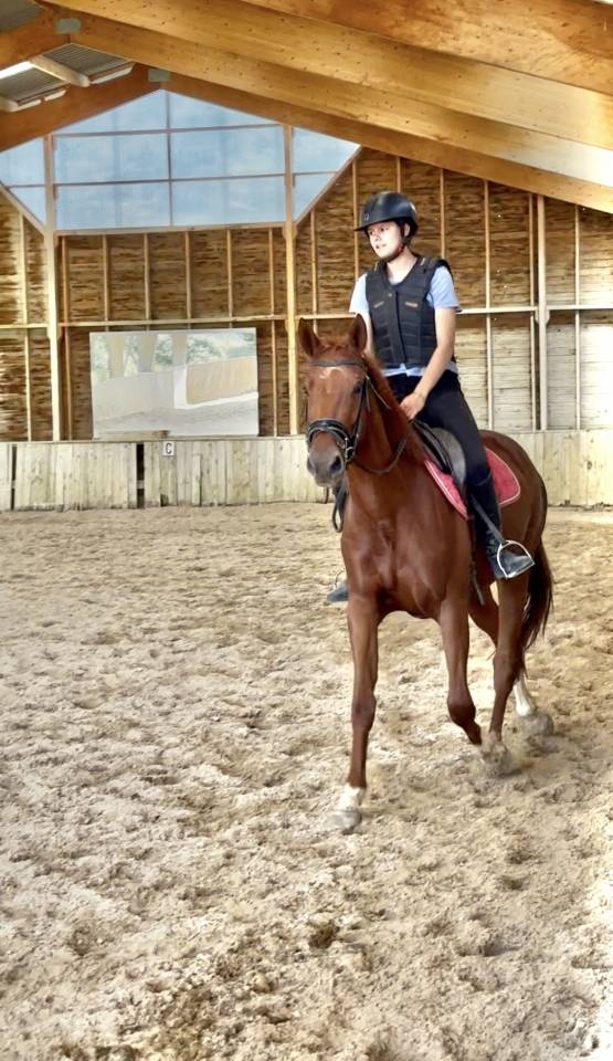 Merrie Selle Français Te koop 2022 Vos ,  papillon de l'odyssee