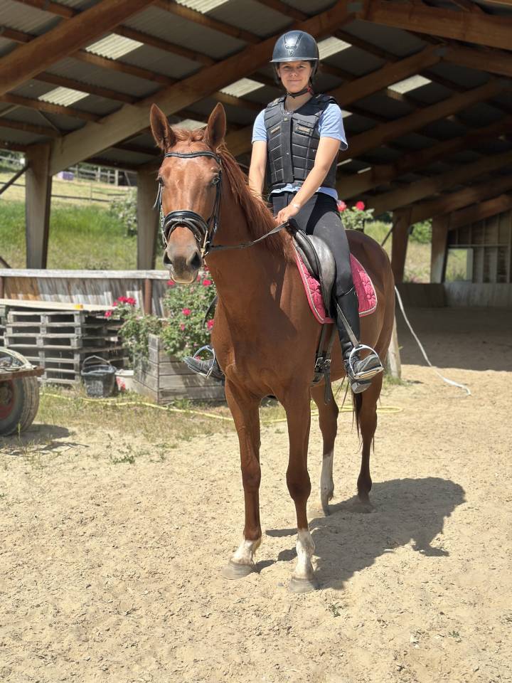 Merrie Selle Français Te koop 2022 Vos ,  papillon de l'odyssee