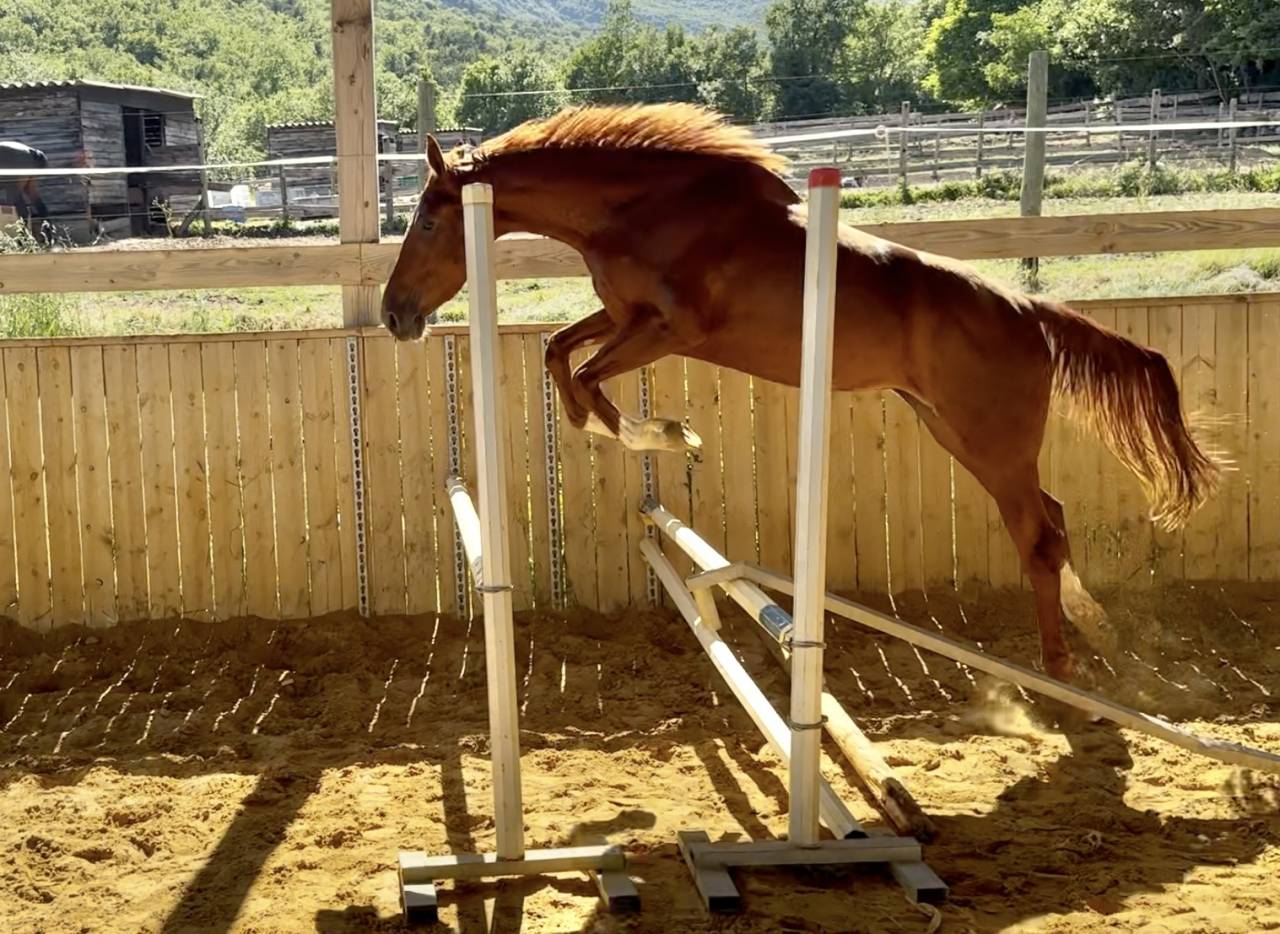 Merrie Selle Français Te koop 2022 Vos ,  papillon de l'odyssee