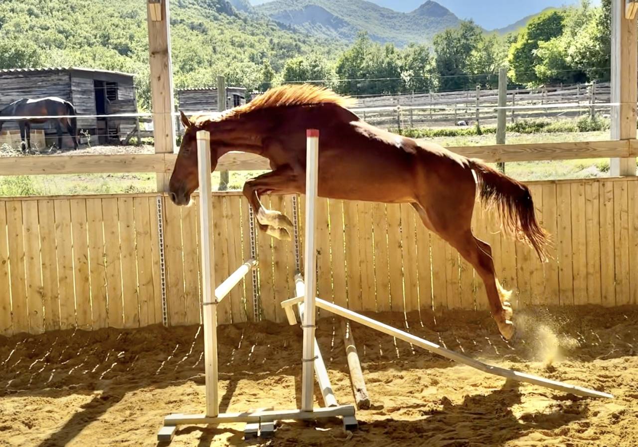 Merrie Selle Français Te koop 2022 Vos ,  papillon de l'odyssee