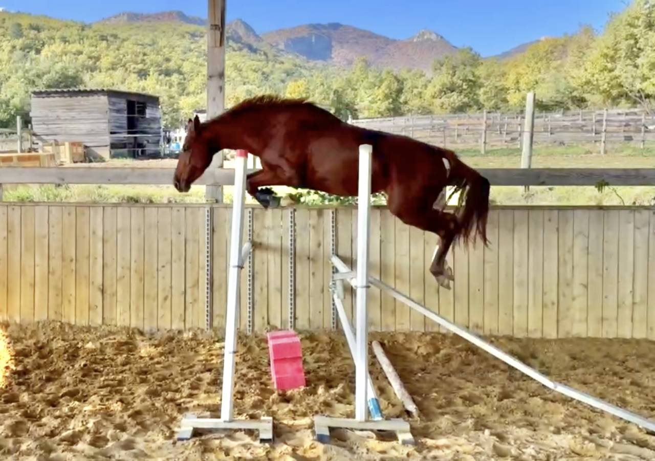 Merrie Selle Français Te koop 2022 Vos ,  papillon de l'odyssee