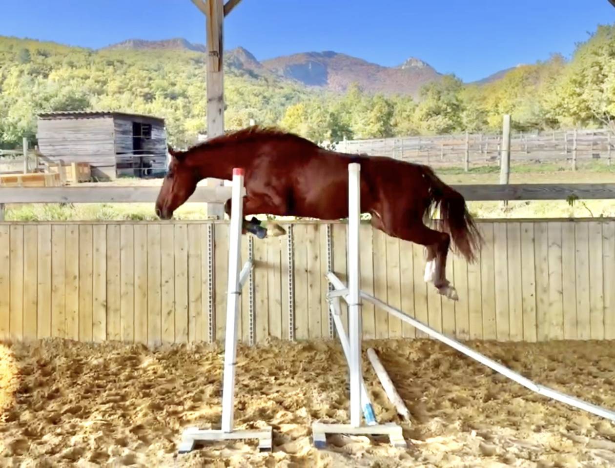 Merrie Selle Français Te koop 2022 Vos ,  papillon de l'odyssee
