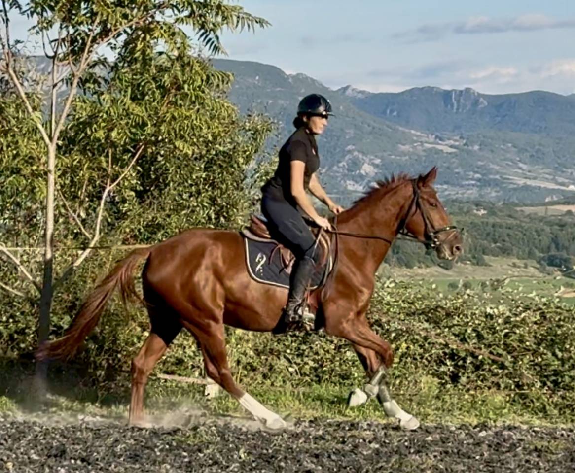 Merrie Selle Français Te koop 2022 Vos ,  papillon de l'odyssee