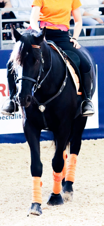 Ruin PRE Puur Ras Spaans Te koop 2014 Zwart ,  FRESCACHON II