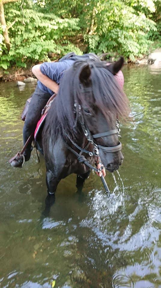 Ruin PRE Puur Ras Spaans Te koop 2014 Zwart ,  FRESCACHON II