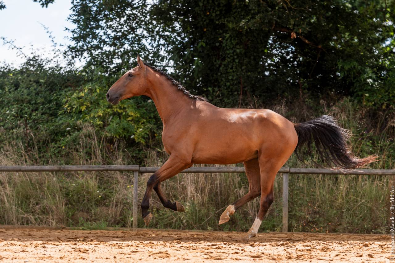 Ruin Lusitano Te koop 2019 Donker bruin / bai