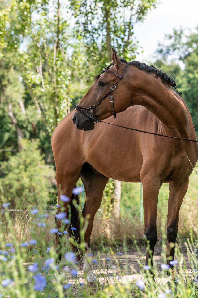Ruin Lusitano Te koop 2019 Donker bruin / bai