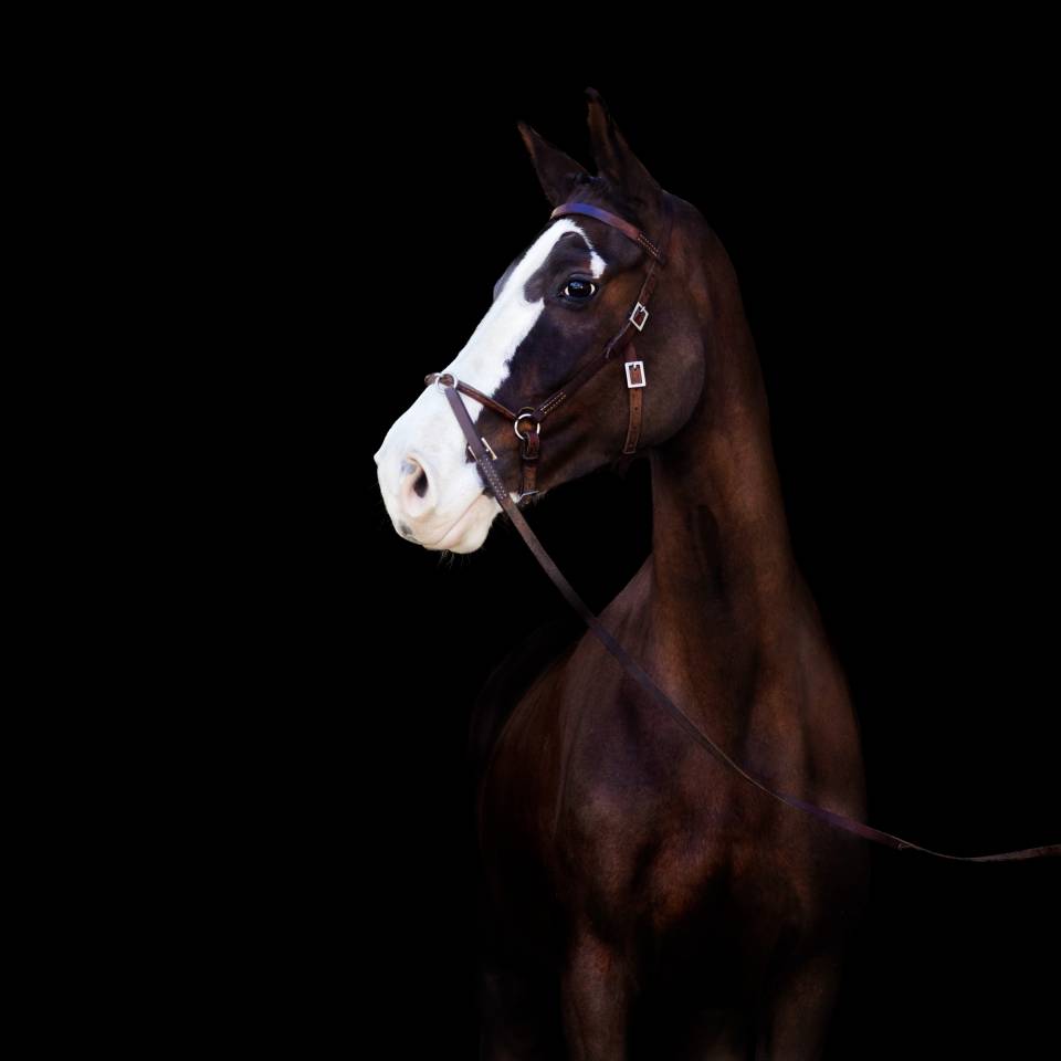 Merrie Selle Français Te koop 2017 Koffie vos