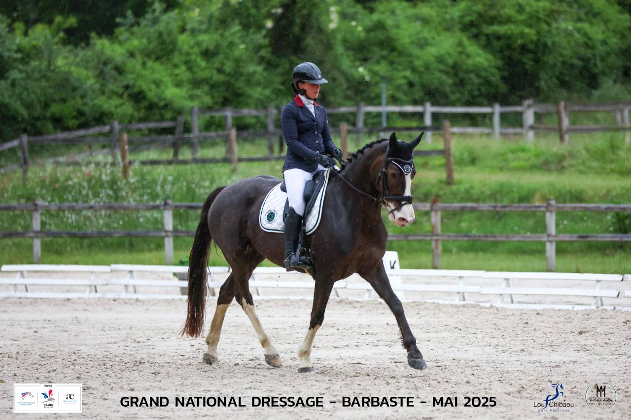 Merrie Selle Français Te koop 2017 Koffie vos