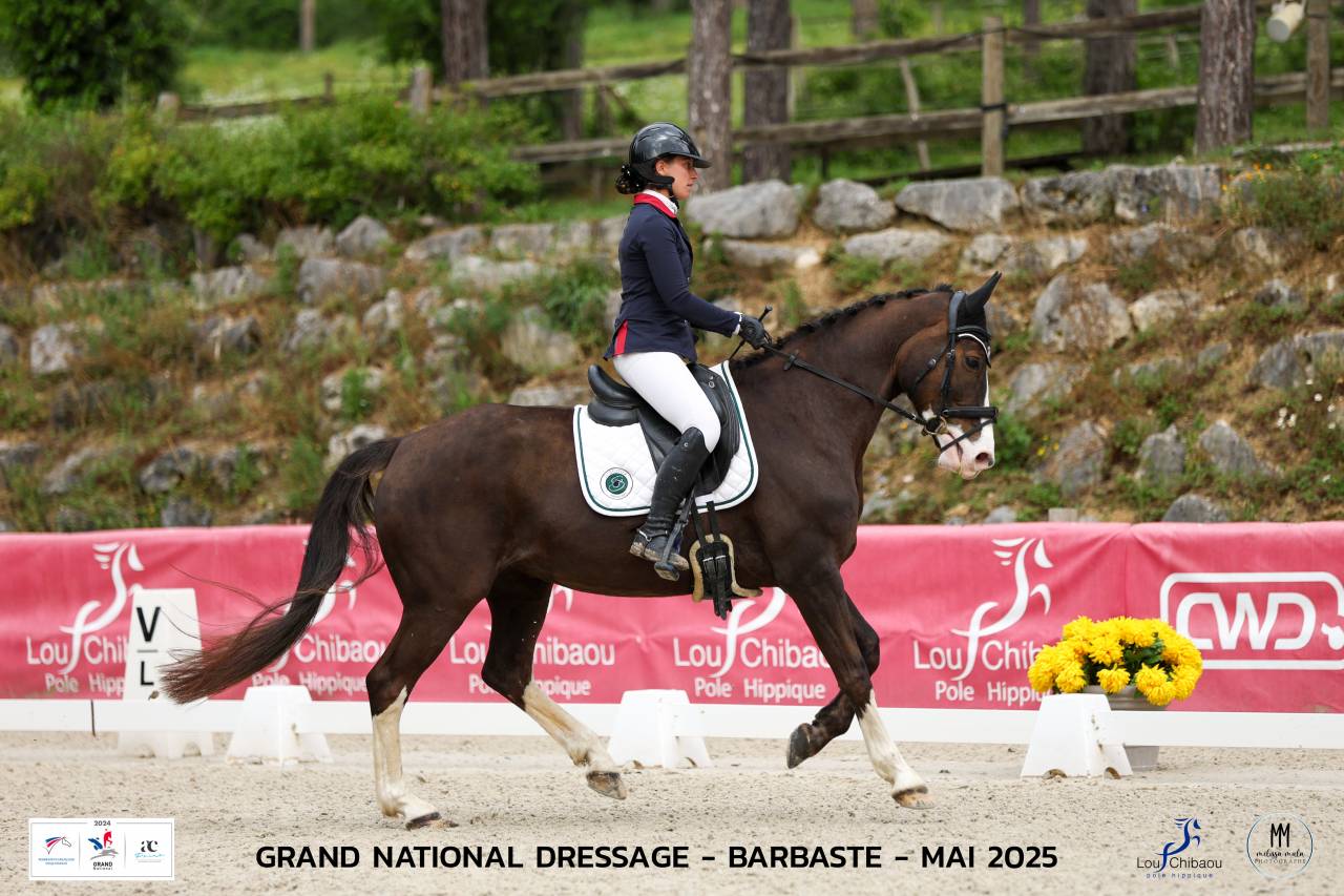 Merrie Selle Français Te koop 2017 Koffie vos