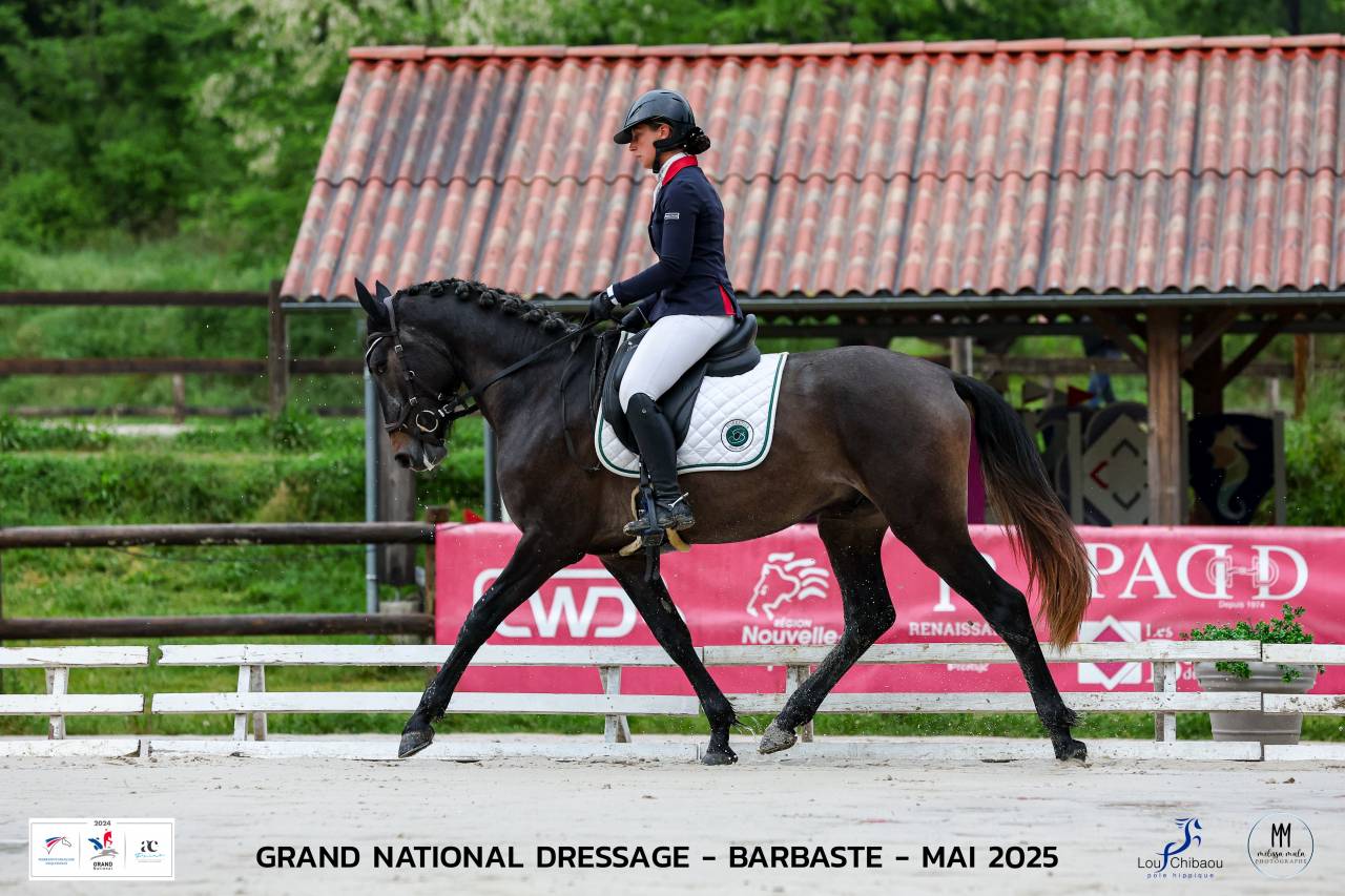 Hengst Lusitano Te koop 2021 Schimmel