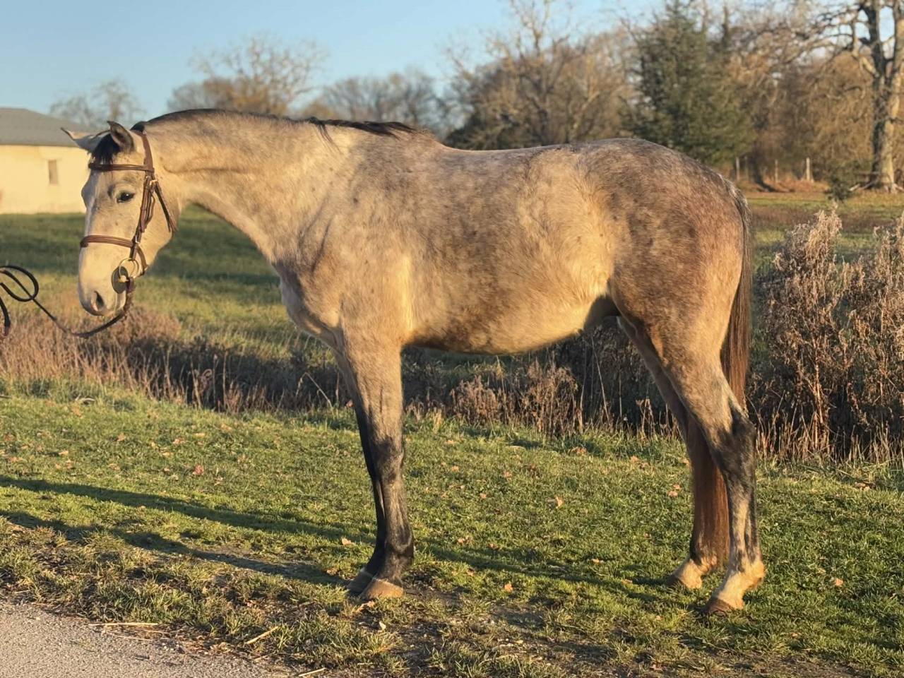 Ruin Selle Fran&ccedil;ais Te koop 2022 Schimmel ,  MASTER VAN DE HELLE