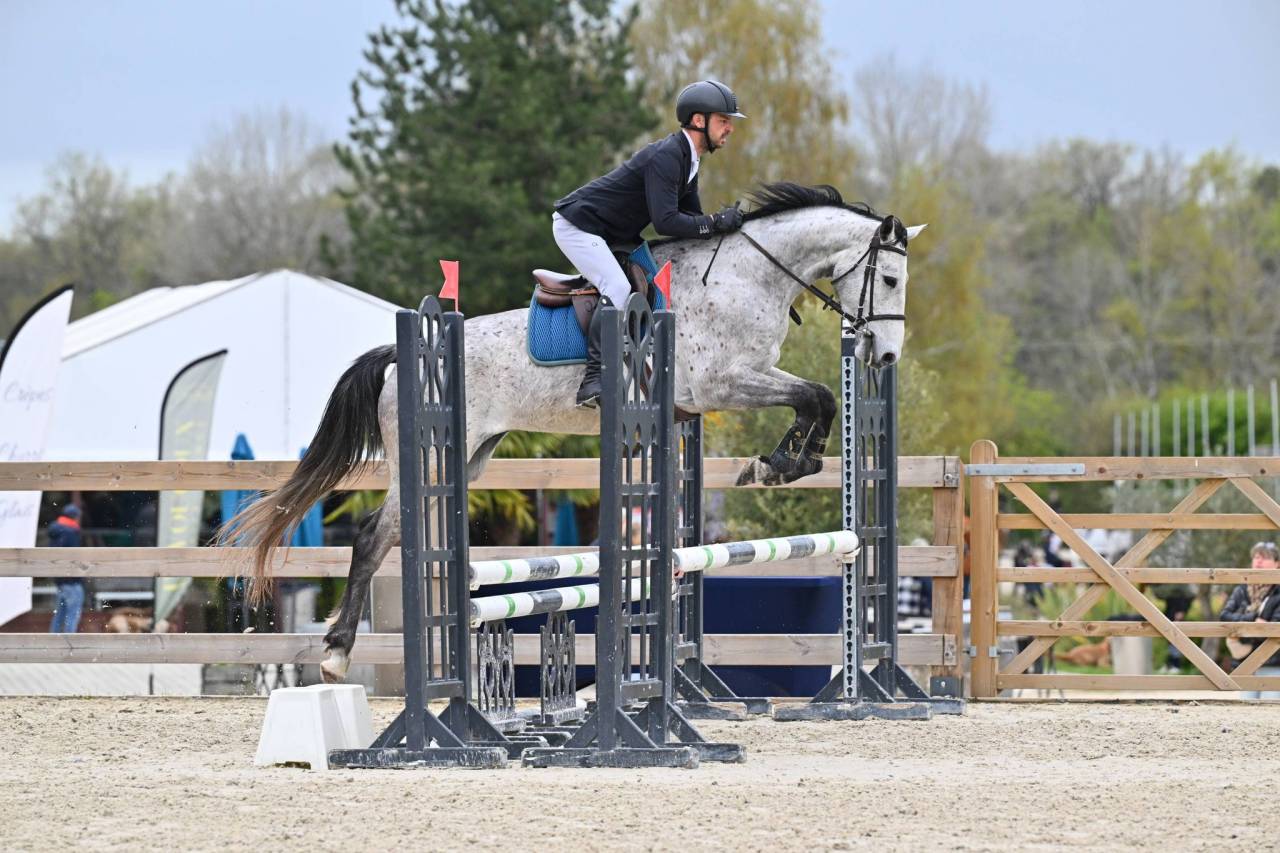 Ruin Selle Fran&ccedil;ais Te koop 2022 Schimmel ,  MASTER VAN DE HELLE